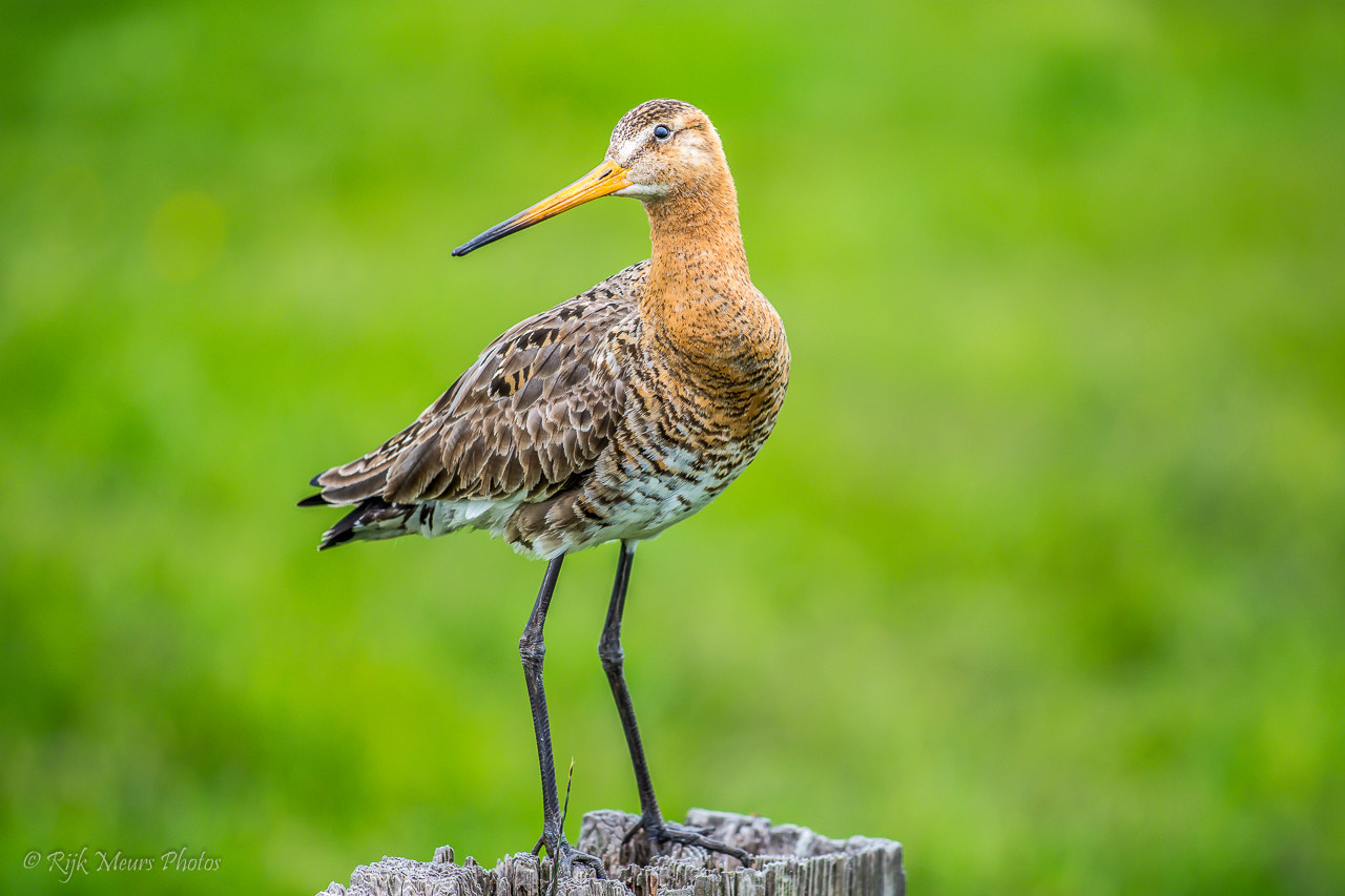 Nikon AF-S Nikkor 70-200mm F4G ED VR sample photo. Black-tailed godwit - limosa limosa - grutto photography