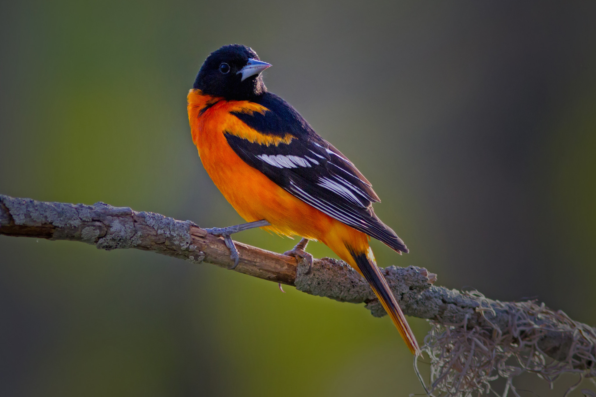 Canon EF 300mm F4L IS USM sample photo. Baltimore oriole 2439 photography