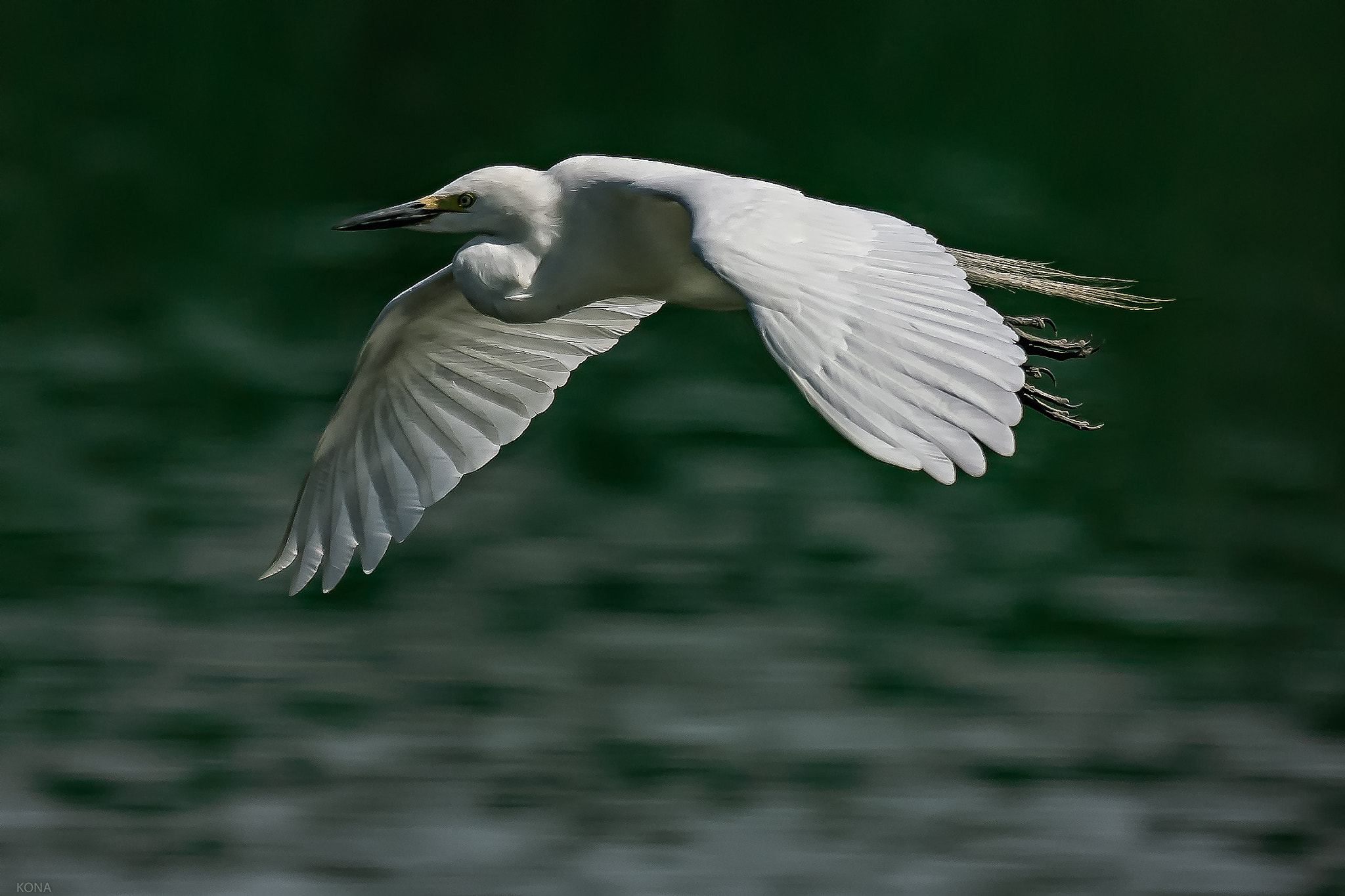Nikon AF-S Nikkor 400mm F2.8G ED VR II sample photo. Sagi photography
