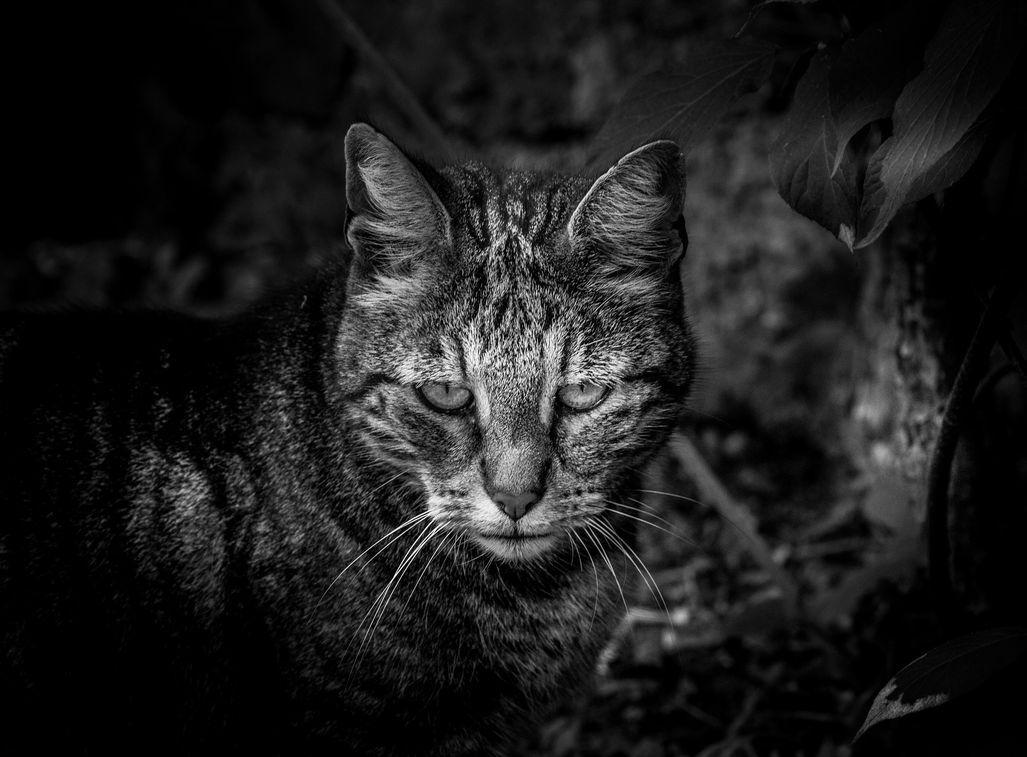 Canon EF 100mm F2.8 Macro USM sample photo. Straycat photography