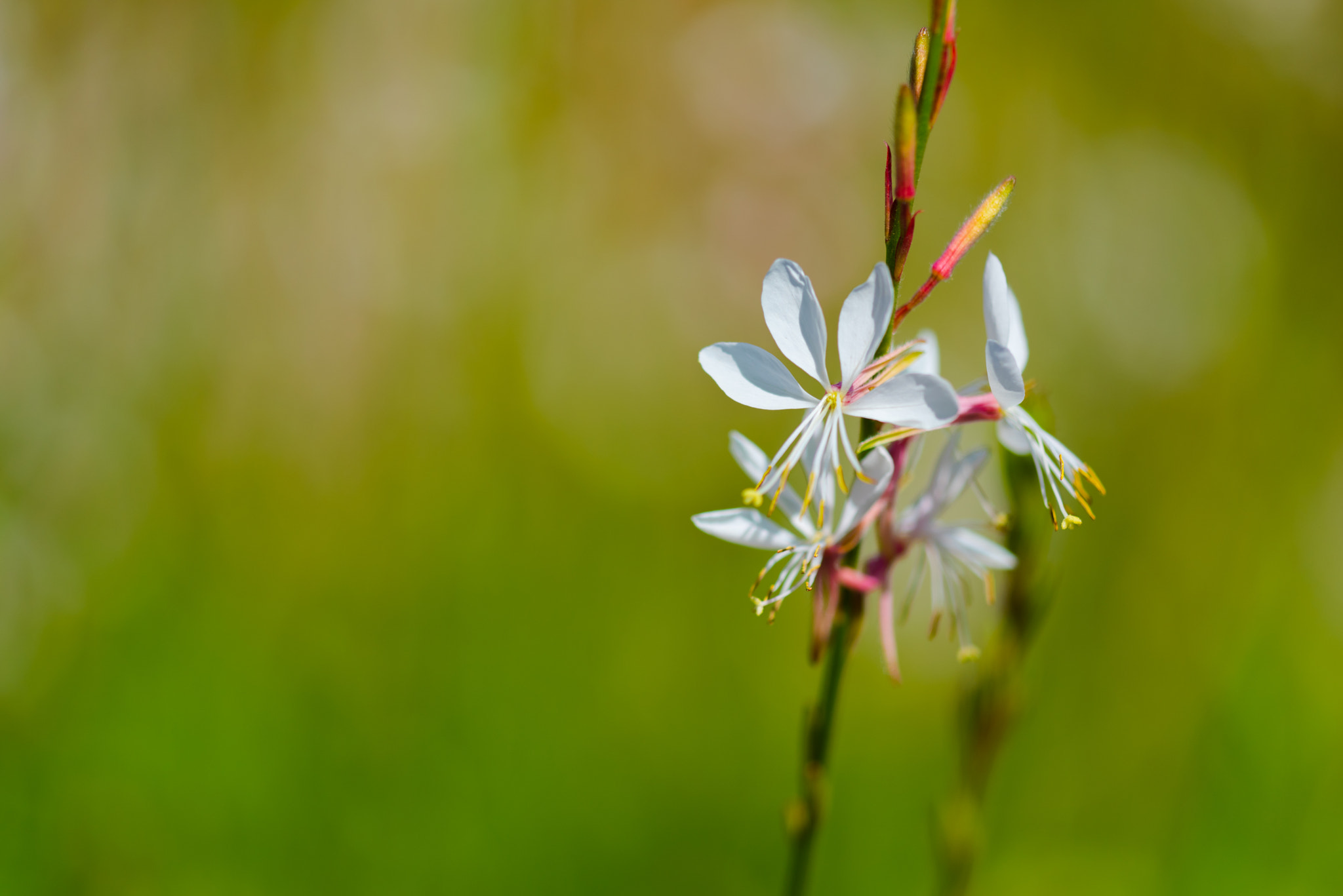 Sigma 150mm F2.8 EX DG Macro HSM sample photo. White on green photography
