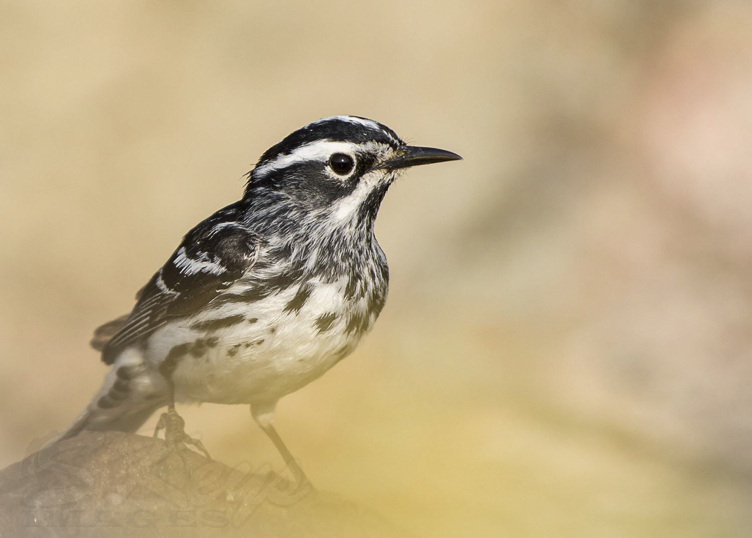 Nikon D7200 + Sigma 500mm F4.5 EX DG HSM sample photo. Black and white in morning light (bw warbler) photography