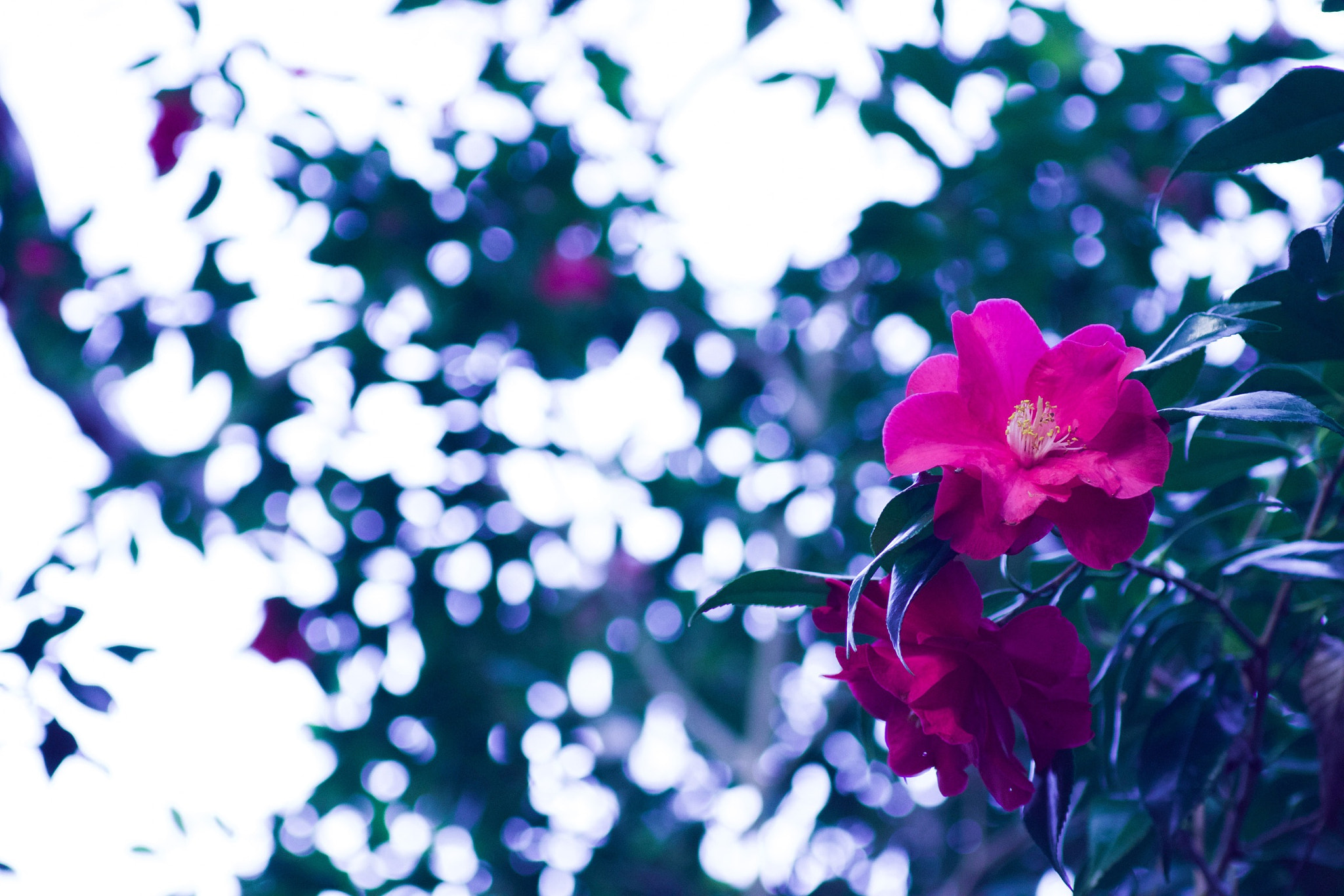 Canon EOS 700D (EOS Rebel T5i / EOS Kiss X7i) sample photo. 椿 photography
