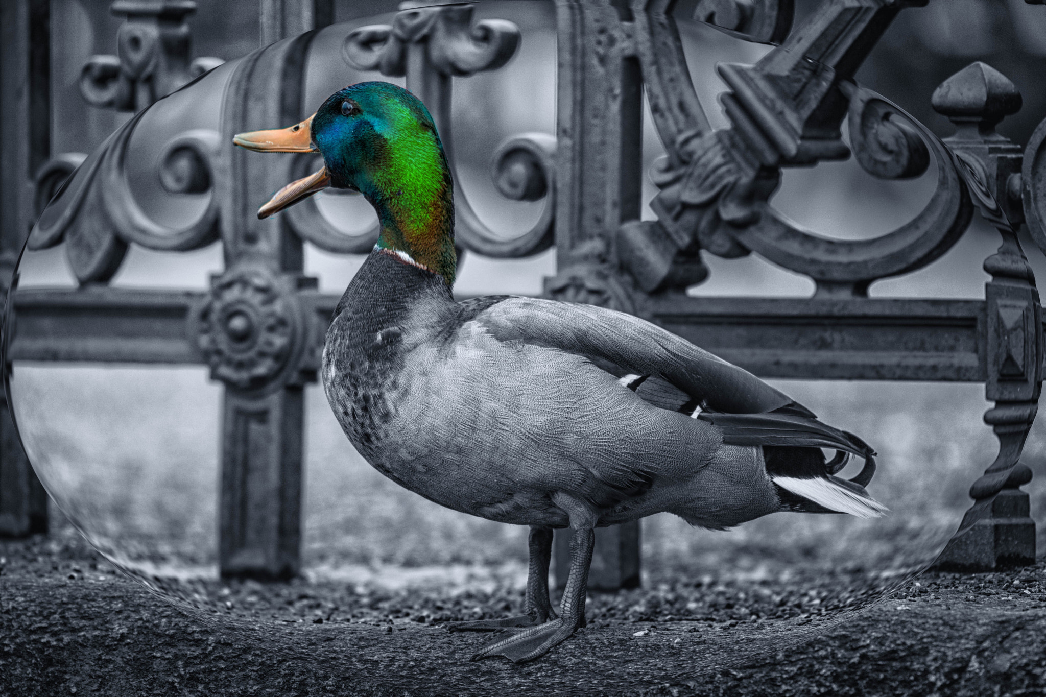 Nikon D3X sample photo. Hometown duck singularity distortion photography