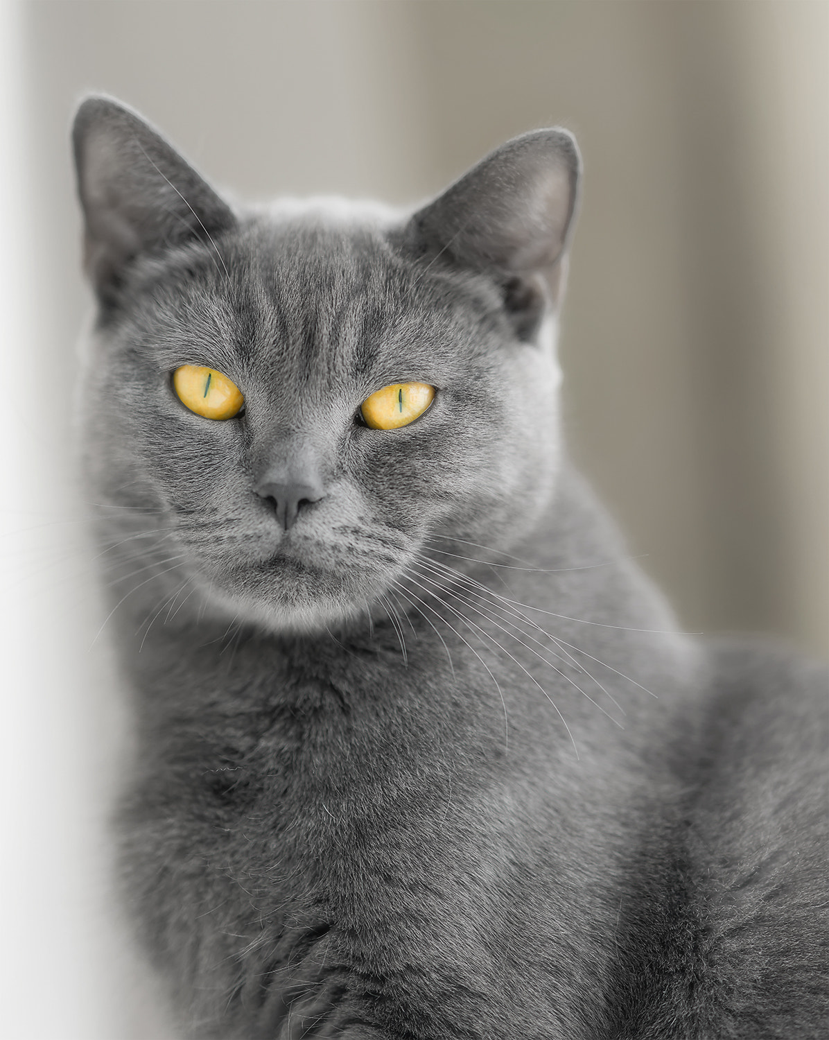 Sony Sonnar T* 135mm F1.8 ZA sample photo. The owner of life. photography