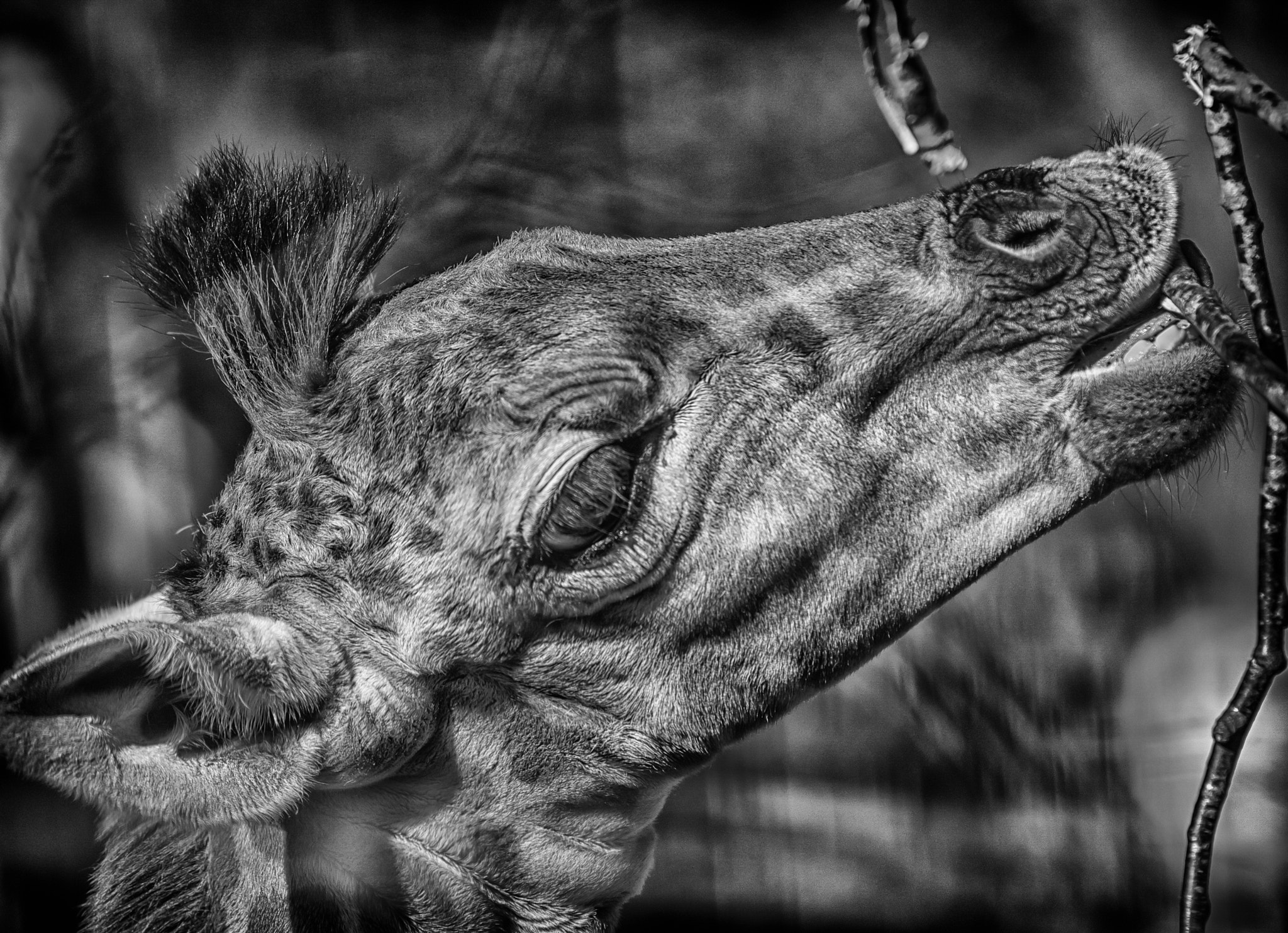 Nikon AF-Nikkor 80-200mm F2.8D ED sample photo. Young giraffe photography