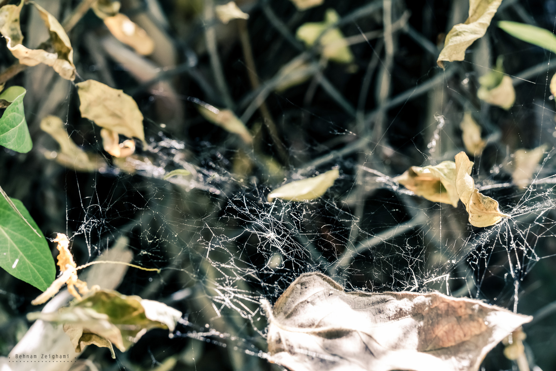 Nikon D5500 + Tamron SP 35mm F1.8 Di VC USD sample photo. Empty spider net photography