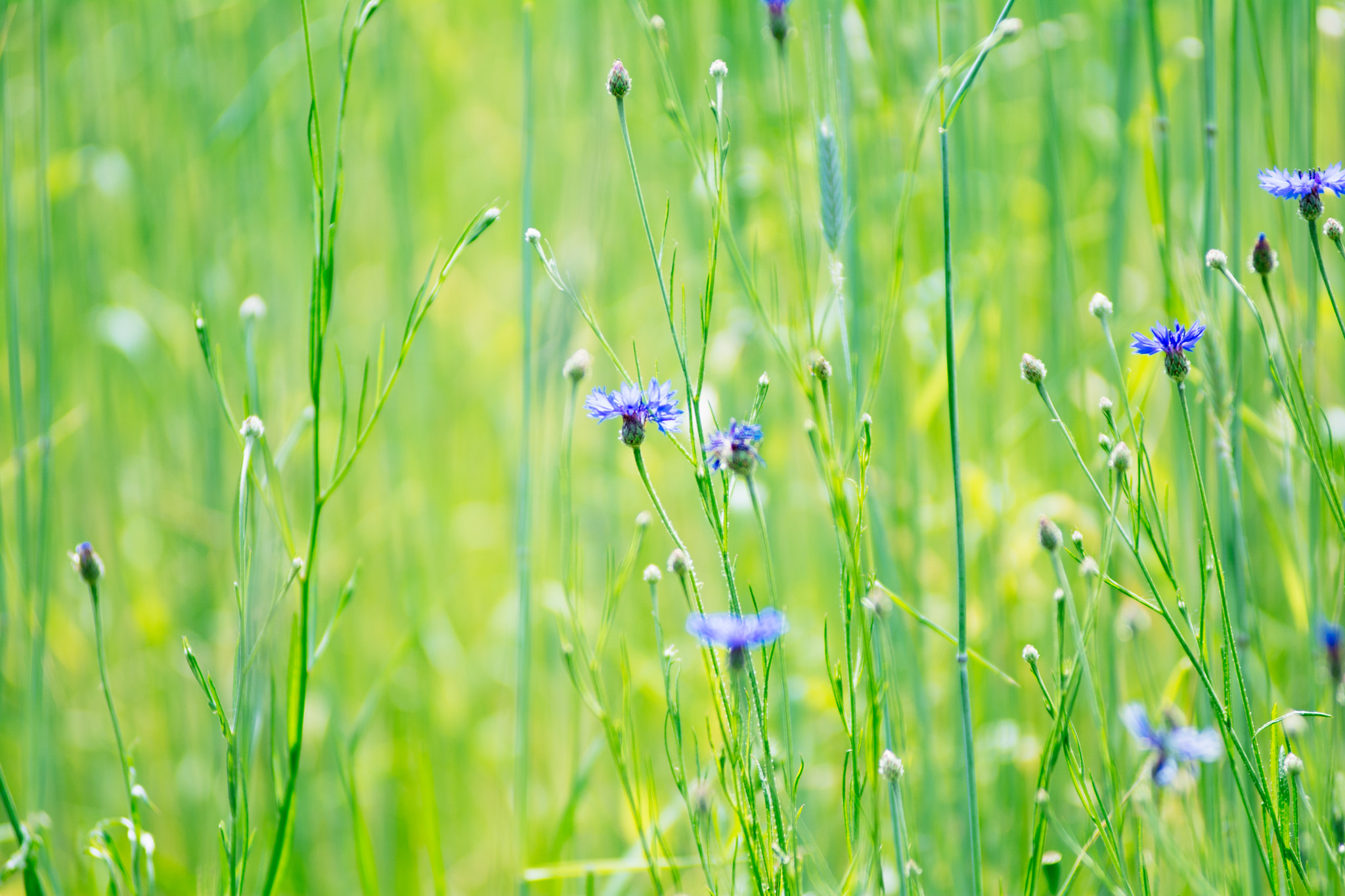 AF Zoom-Nikkor 80-200mm f/2.8 ED sample photo. Cornflowers photography