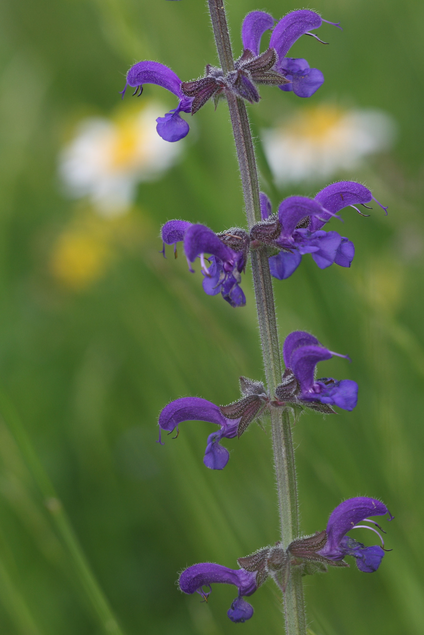 Sigma APO Macro 150mm f/2.8 EX DG HSM sample photo. Wiesensalbei photography