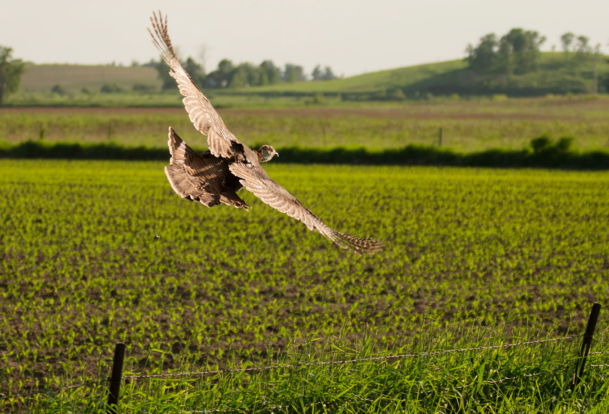 Nikon D7100 + Sigma 50-150mm F2.8 EX APO DC OS HSM sample photo. Turkey in flight photography