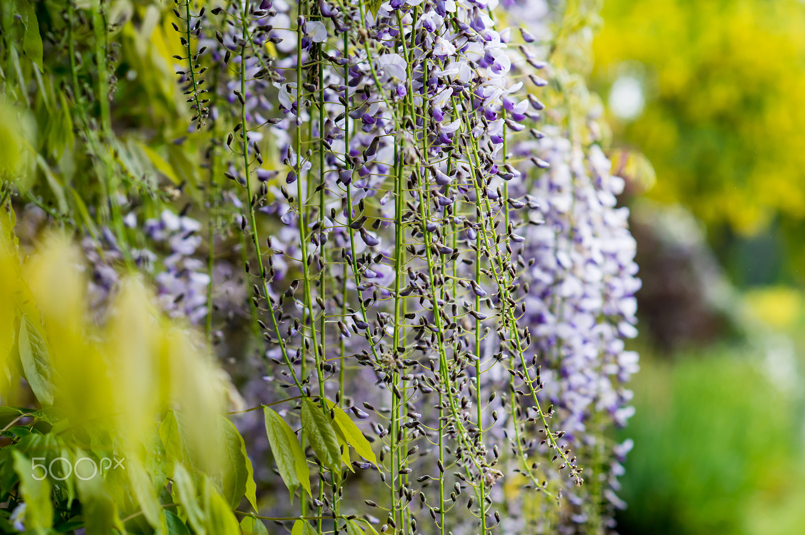 Nikon D800 + AF Nikkor 85mm f/1.8 sample photo. Wisteria photography