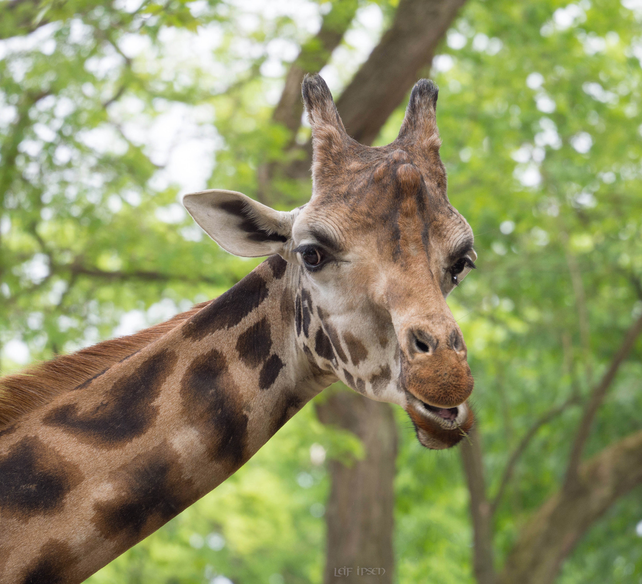 Olympus OM-D E-M10 sample photo. "animal prints are high fashion…" photography