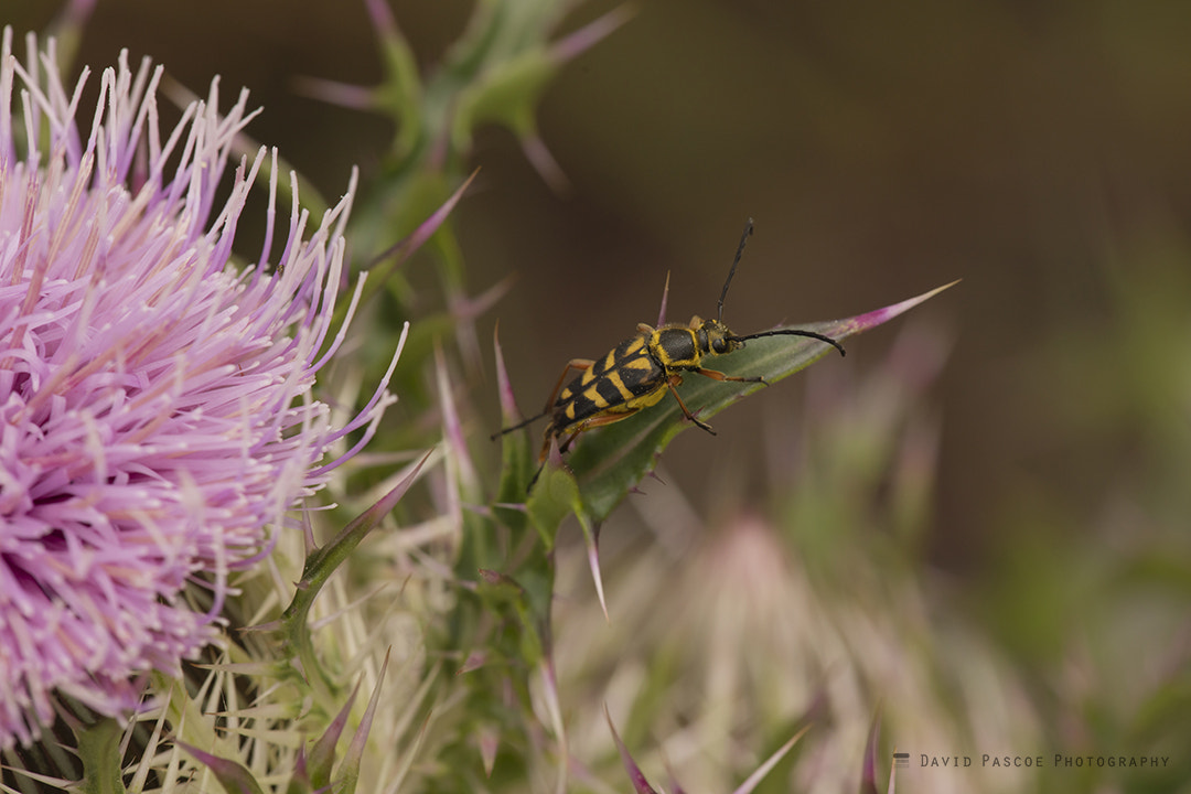 Canon EF 180mm F3.5L Macro USM sample photo. Bee and thistle photography