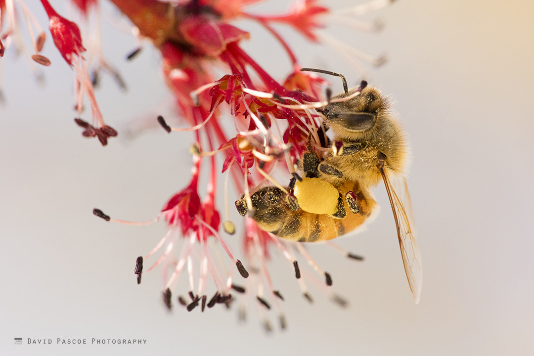 Canon EF 180mm F3.5L Macro USM sample photo. Bee photography