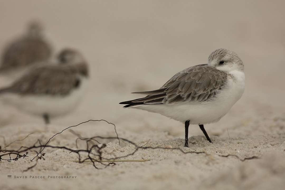 Canon EOS 5DS R + Canon EF 400mm F5.6L USM sample photo. Piper with string photography