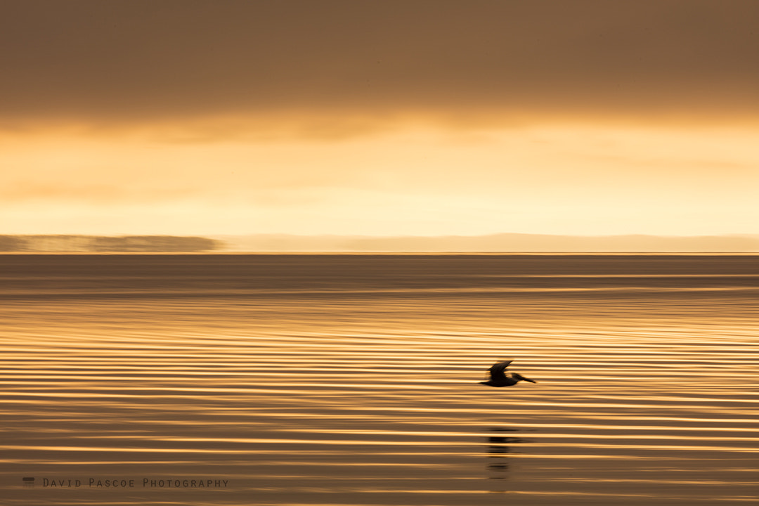 Canon EOS 5DS R + Canon EF 400mm F5.6L USM sample photo. Pan au pelican photography