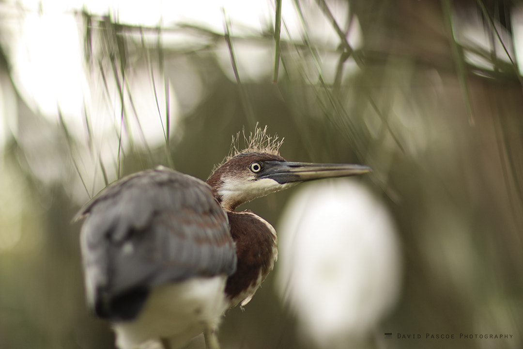 Canon EOS 70D + Canon EF 85mm F1.2L II USM sample photo. Tricolor heron photography