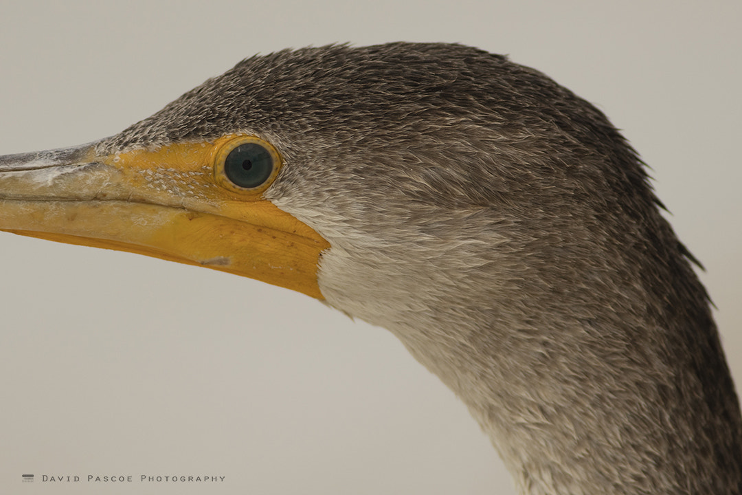 Canon EOS 5DS R + Canon EF 400mm F5.6L USM sample photo. Close up anhinga photography