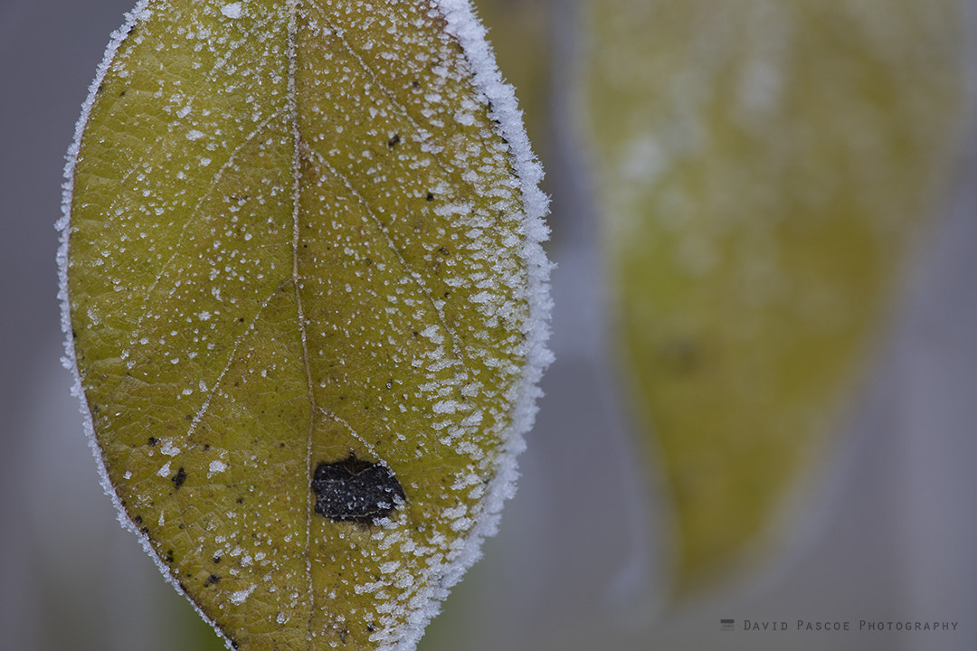 Canon EF 180mm F3.5L Macro USM sample photo. Frozen leaf photography
