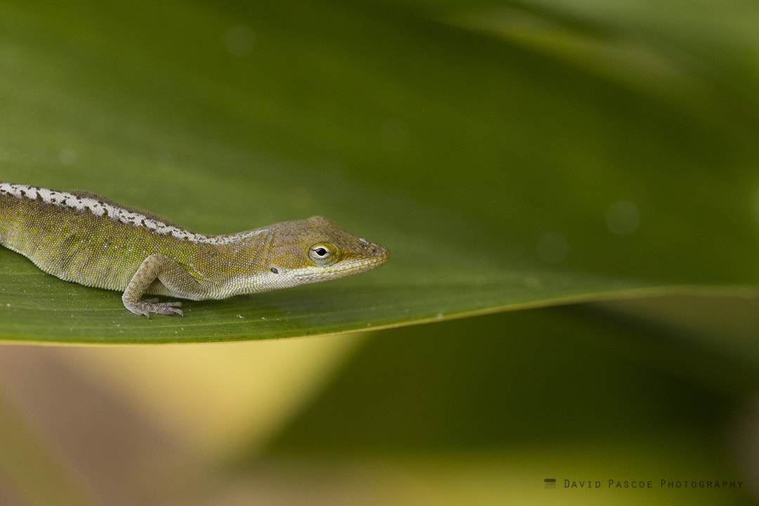 Canon EF 180mm F3.5L Macro USM sample photo. Green anole on a leaf photography