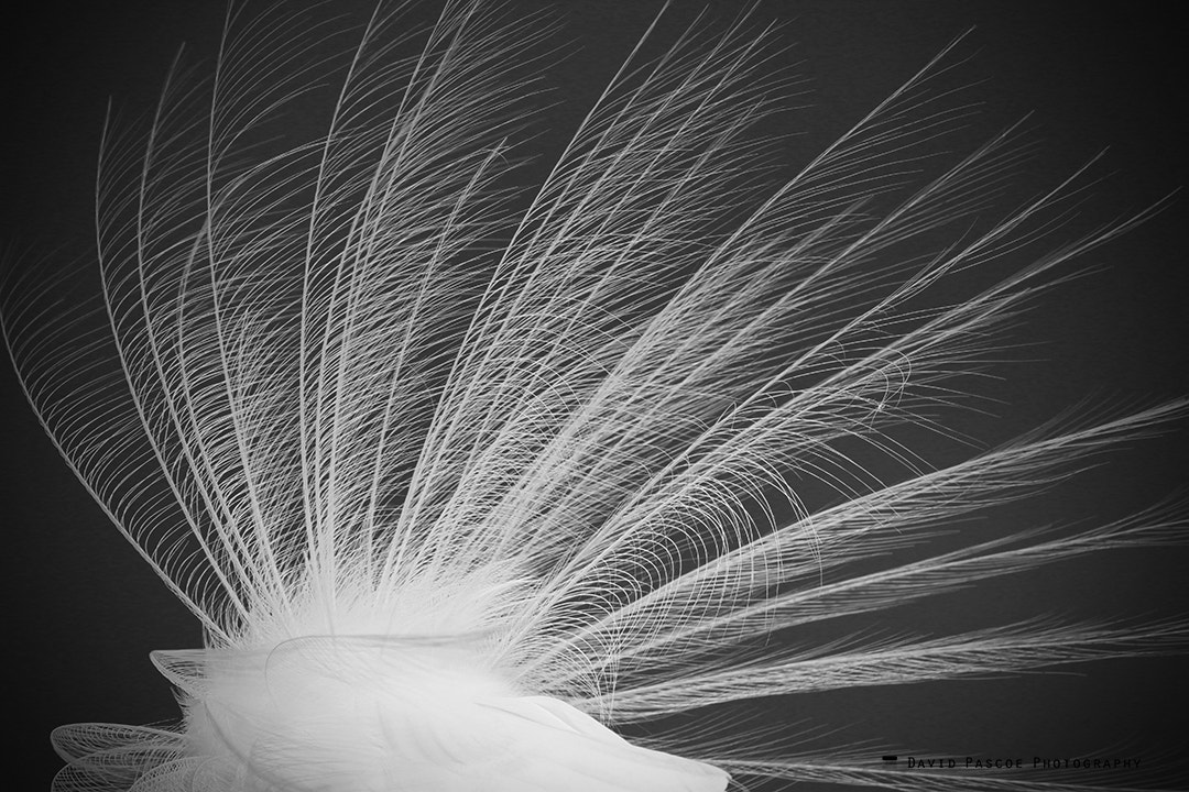 Canon EOS 70D + Canon EF 400mm F5.6L USM sample photo. Egret fan photography