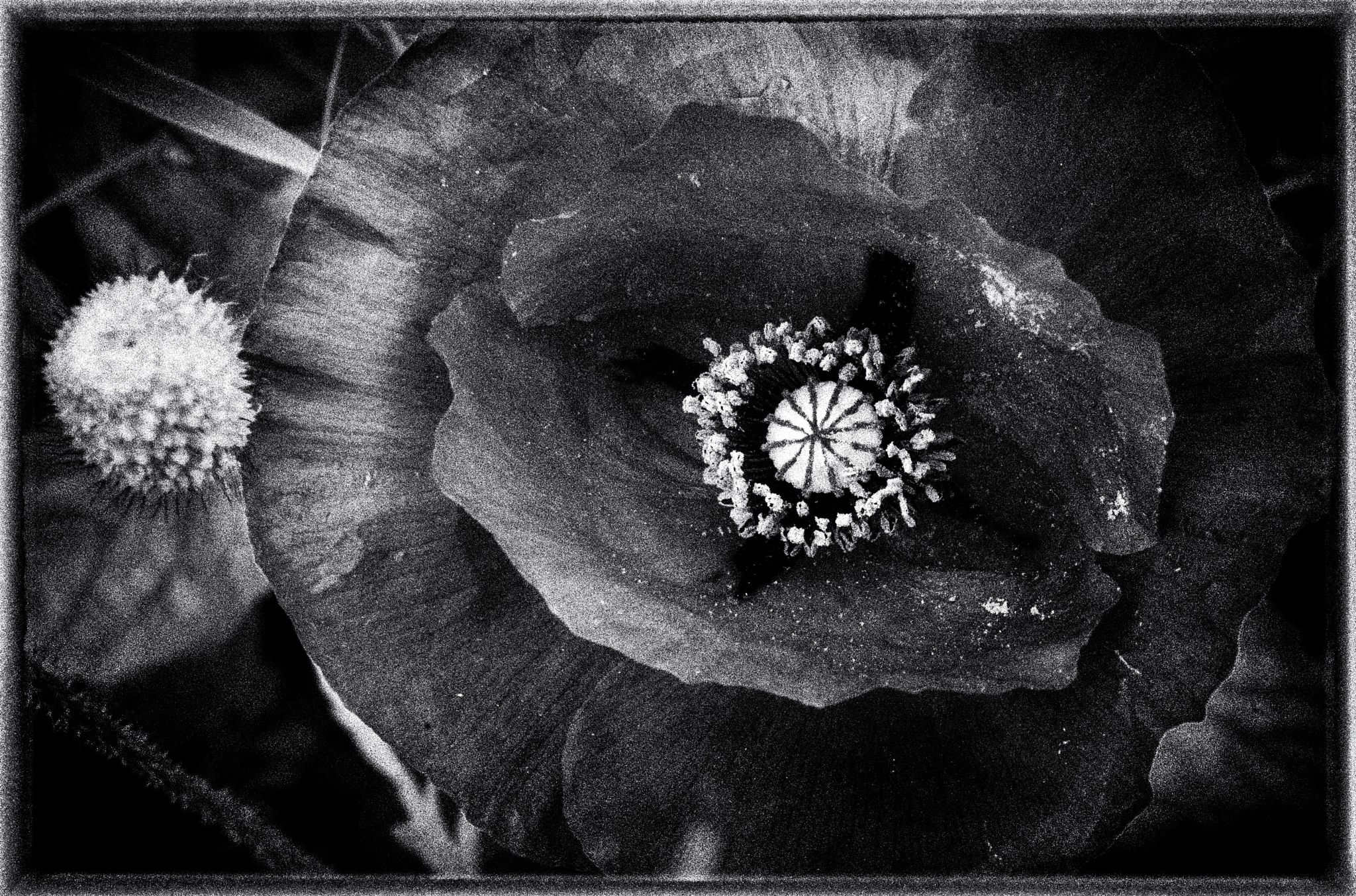 Nikon D200 + Sigma 50mm F2.8 EX DG Macro sample photo. Portrait du coquelicot photography