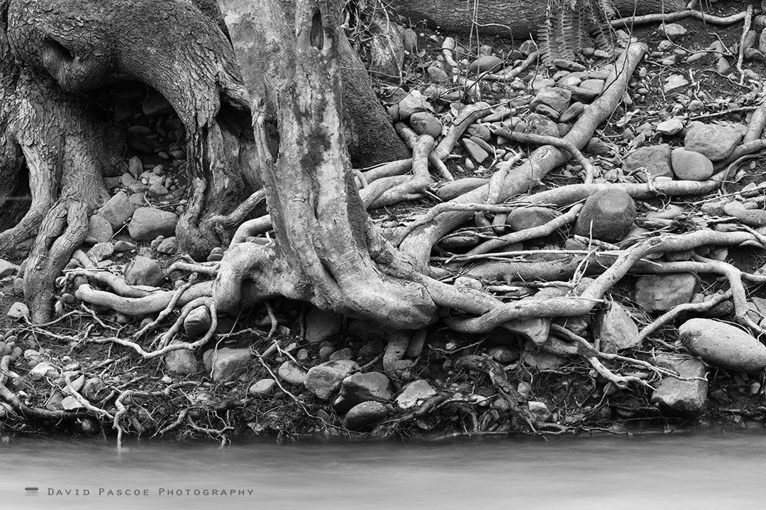 Canon EF 180mm F3.5L Macro USM sample photo. River and roots photography