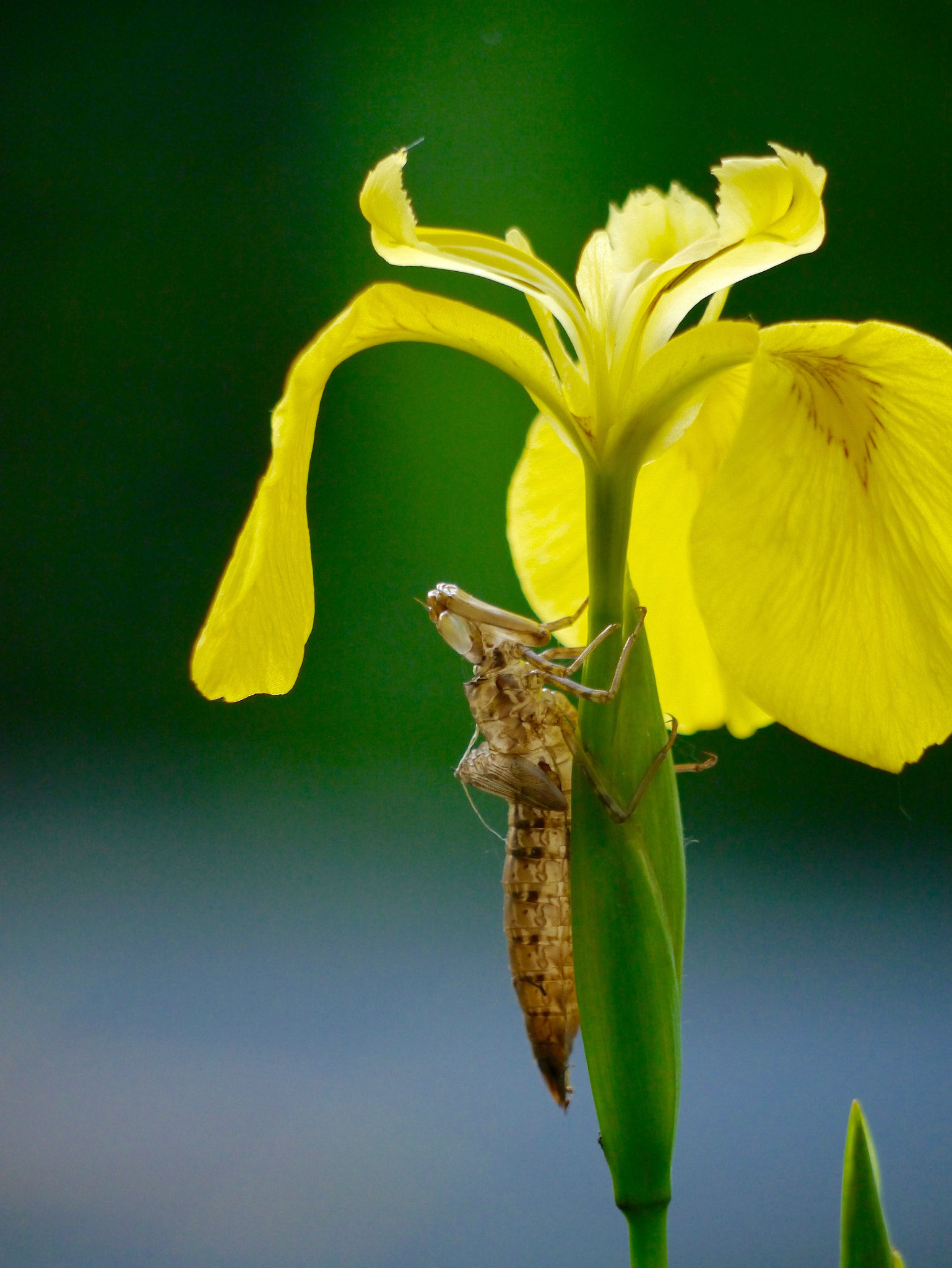 Panasonic Lumix DMC-G3 + Panasonic Lumix G Vario 45-200mm F4-5.6 OIS sample photo. Shell of a dragon-fly photography