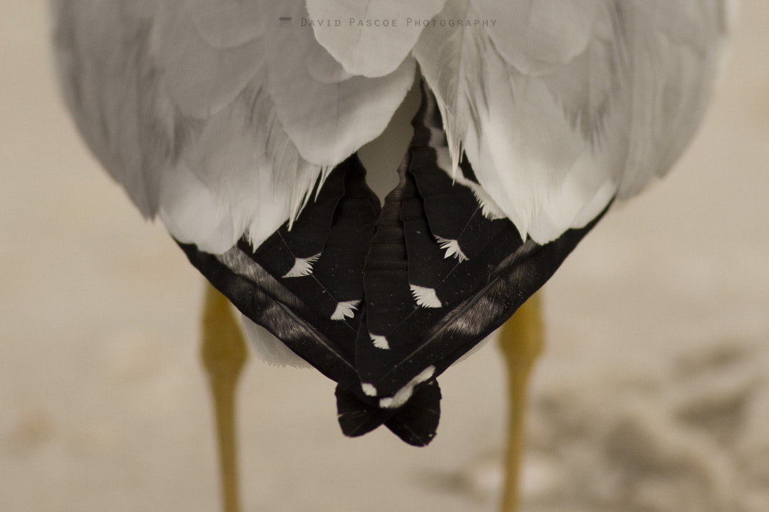 Canon EOS 5DS R + Canon EF 400mm F5.6L USM sample photo. Seagull from behind photography