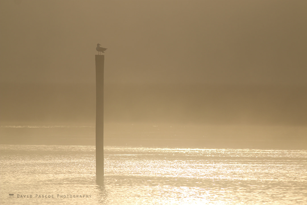Canon EOS 70D + Canon EF 400mm F5.6L USM sample photo. Seagull on a post photography