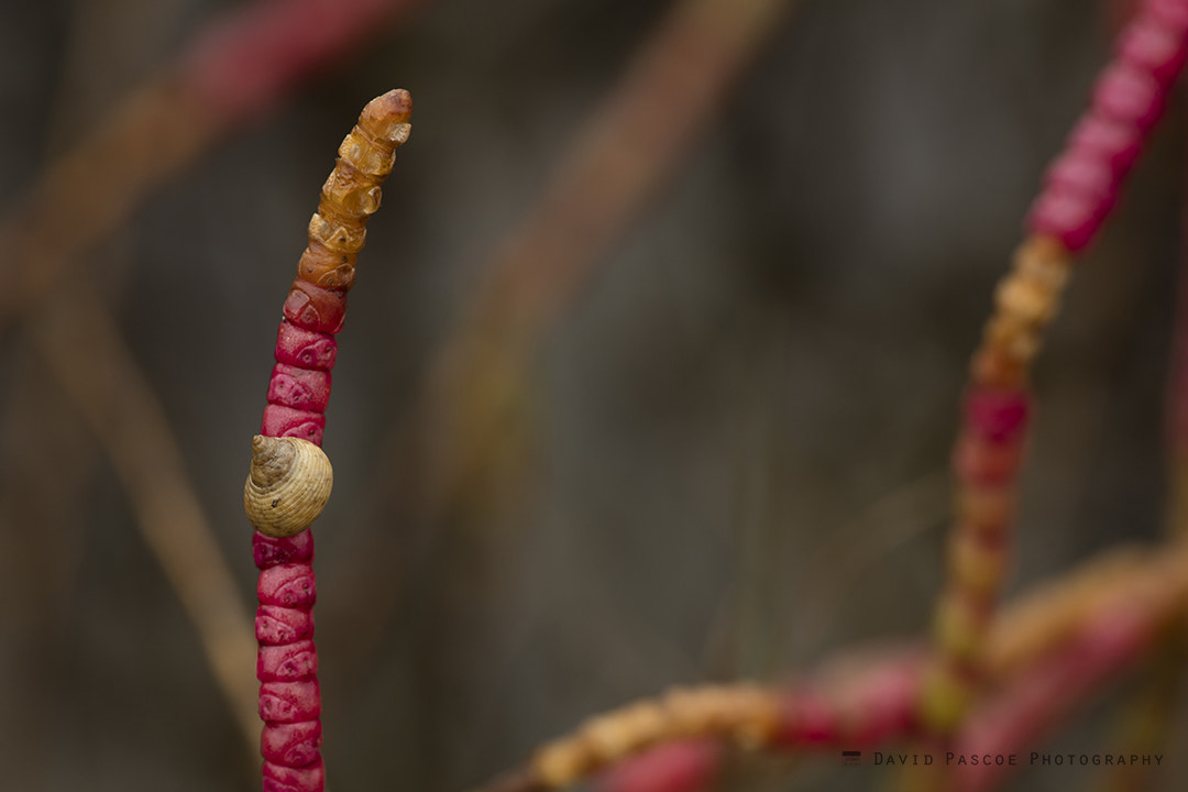 Canon EF 180mm F3.5L Macro USM sample photo. Snail on seabean photography