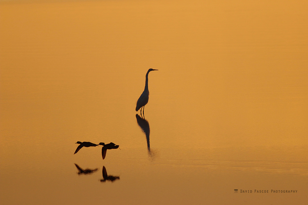 Canon EOS 70D + Canon EF 400mm F5.6L USM sample photo. Birds at sunrise on bay photography