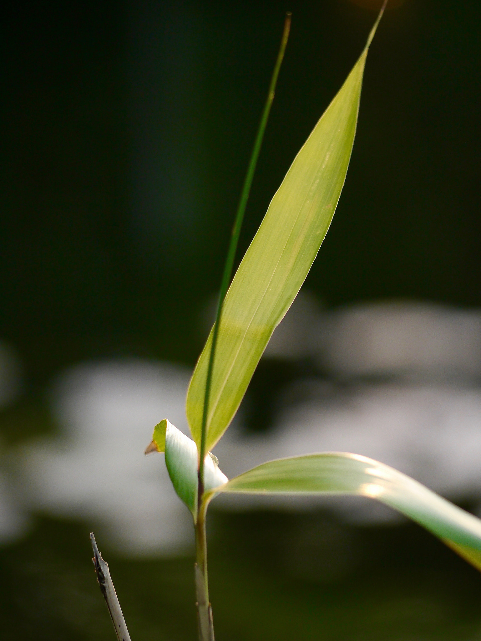 Panasonic Lumix G Vario 45-200mm F4-5.6 OIS sample photo. Bambus leaf photography