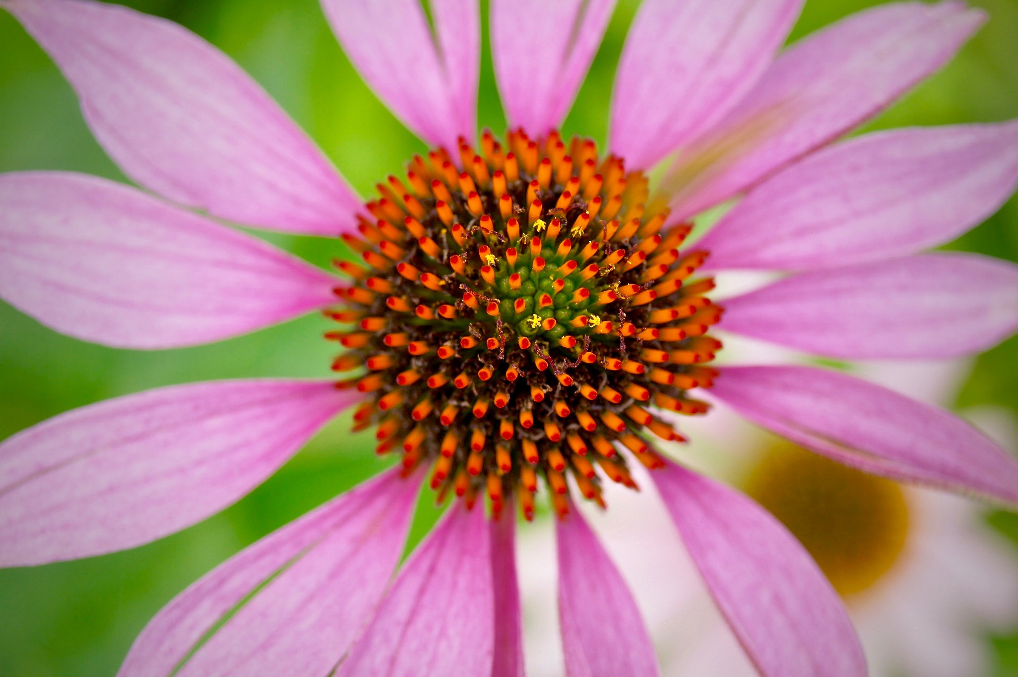 Sony SLT-A33 + Sony DT 18-55mm F3.5-5.6 SAM II sample photo. Dying beauty photography