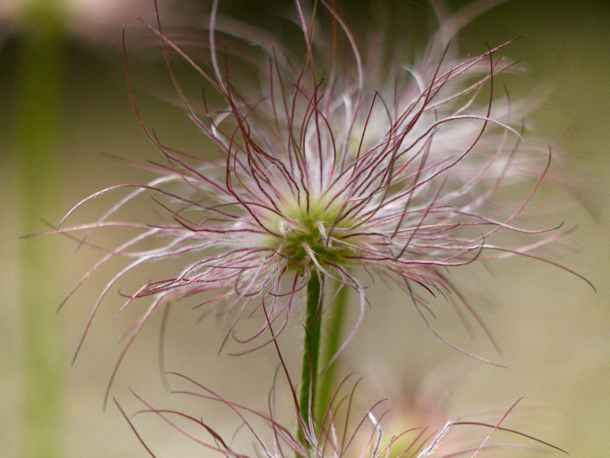 Panasonic Lumix G Vario 45-200mm F4-5.6 OIS sample photo. Tender blossom photography