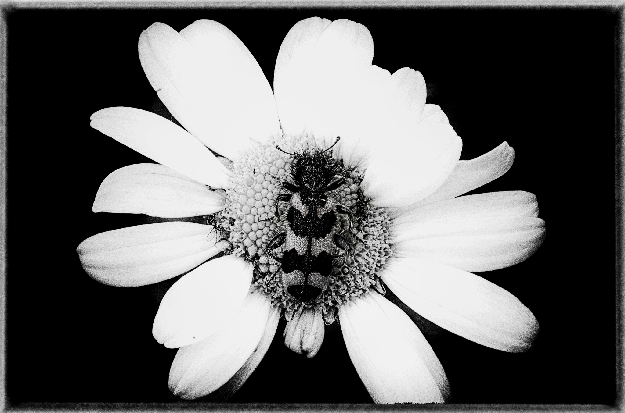 Sigma 50mm F2.8 EX DG Macro sample photo. Portrait du clairon photography