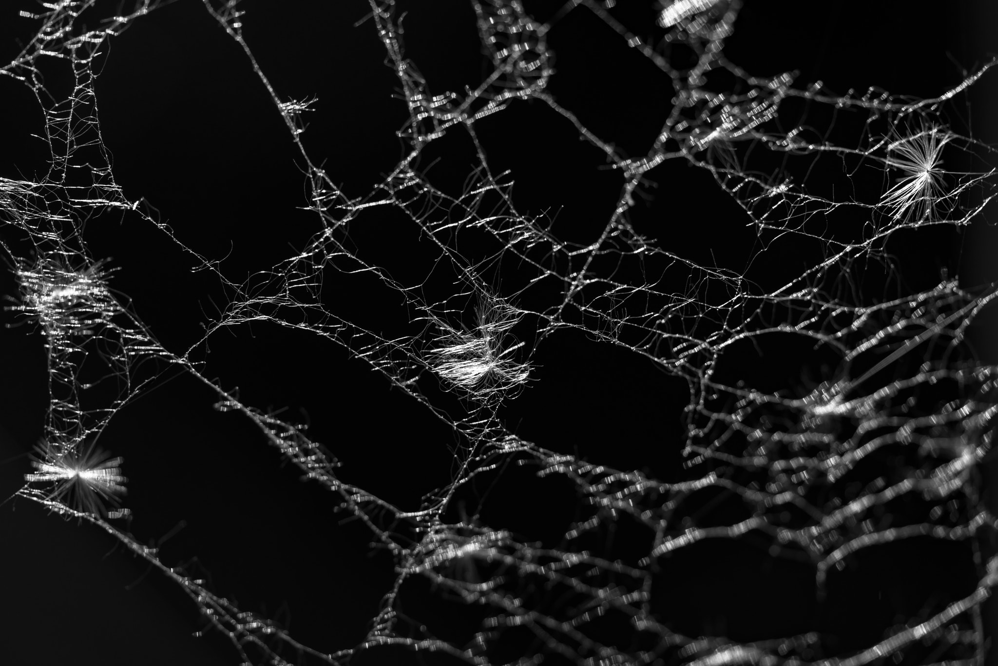 a spider's web