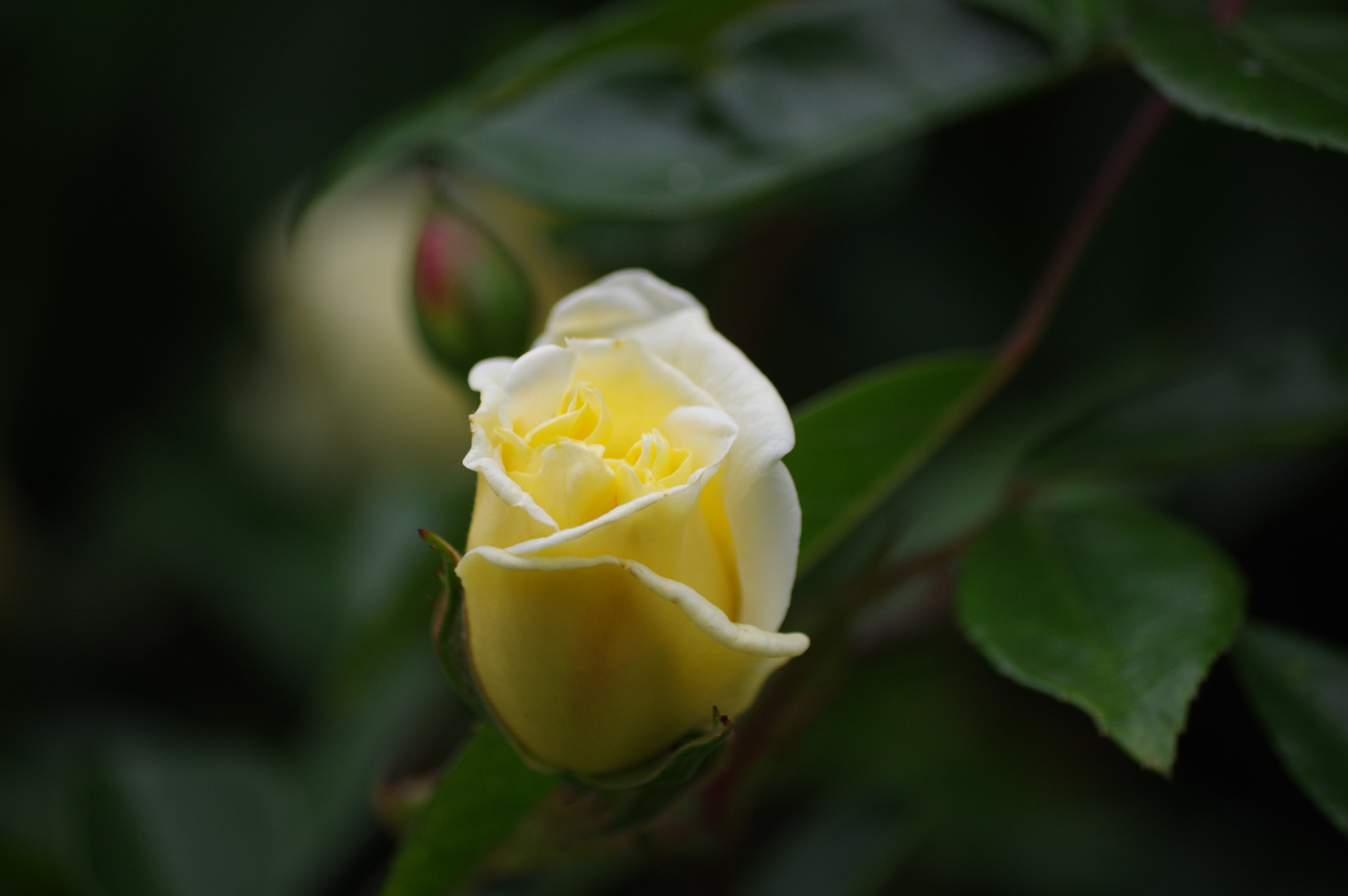 Pentax K-3 sample photo. Rose photography