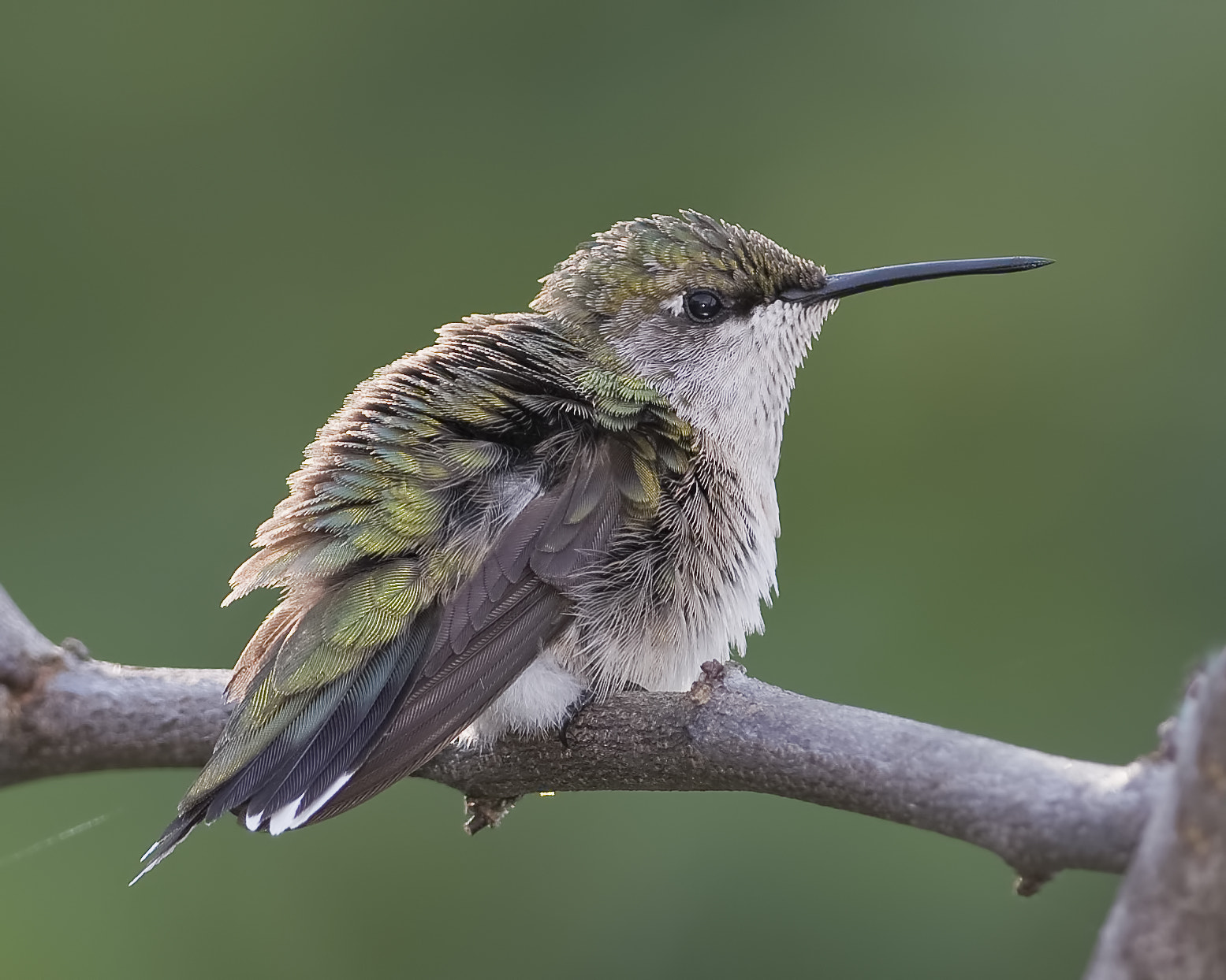 Nikon D7100 + Sigma 18-125mm F3.8-5.6 DC OS HSM sample photo. Resting and ruffled photography