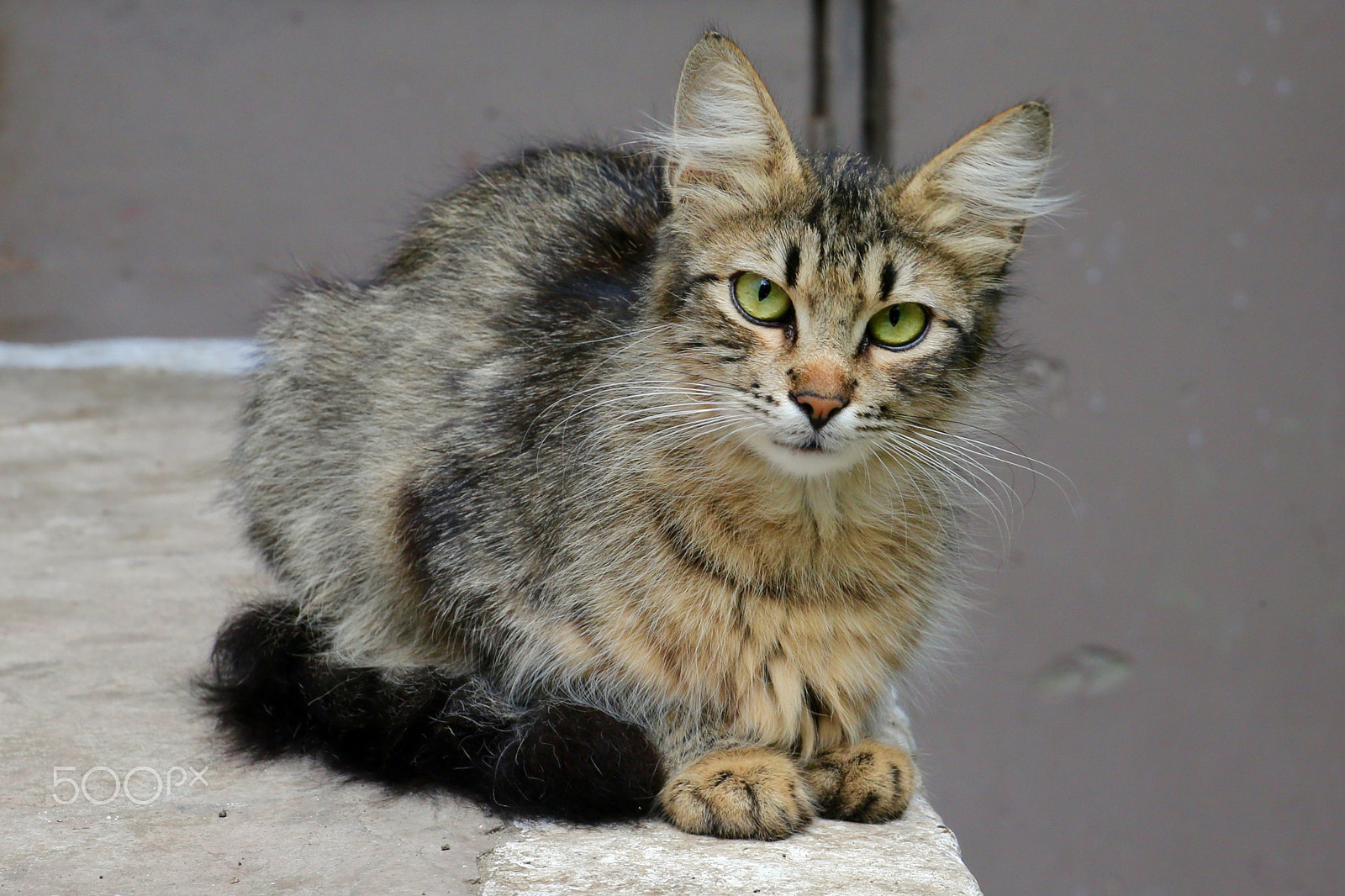 Canon EF 24-70mm F4L IS USM sample photo. Зеленоглазая красотка photography