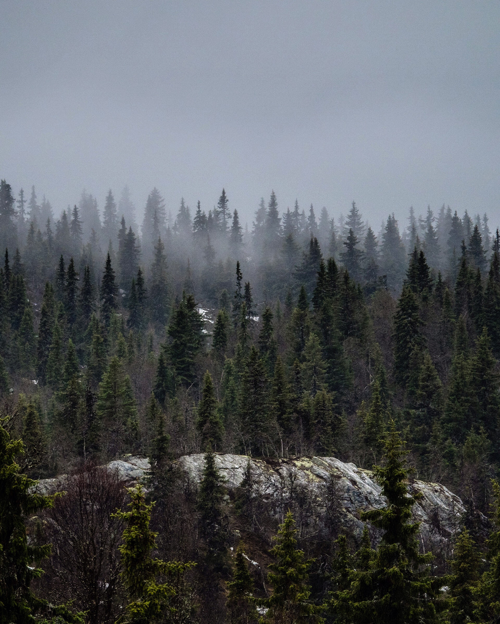 Olympus OM-D E-M5 II sample photo. Gudbrandsdal trees and fog photography