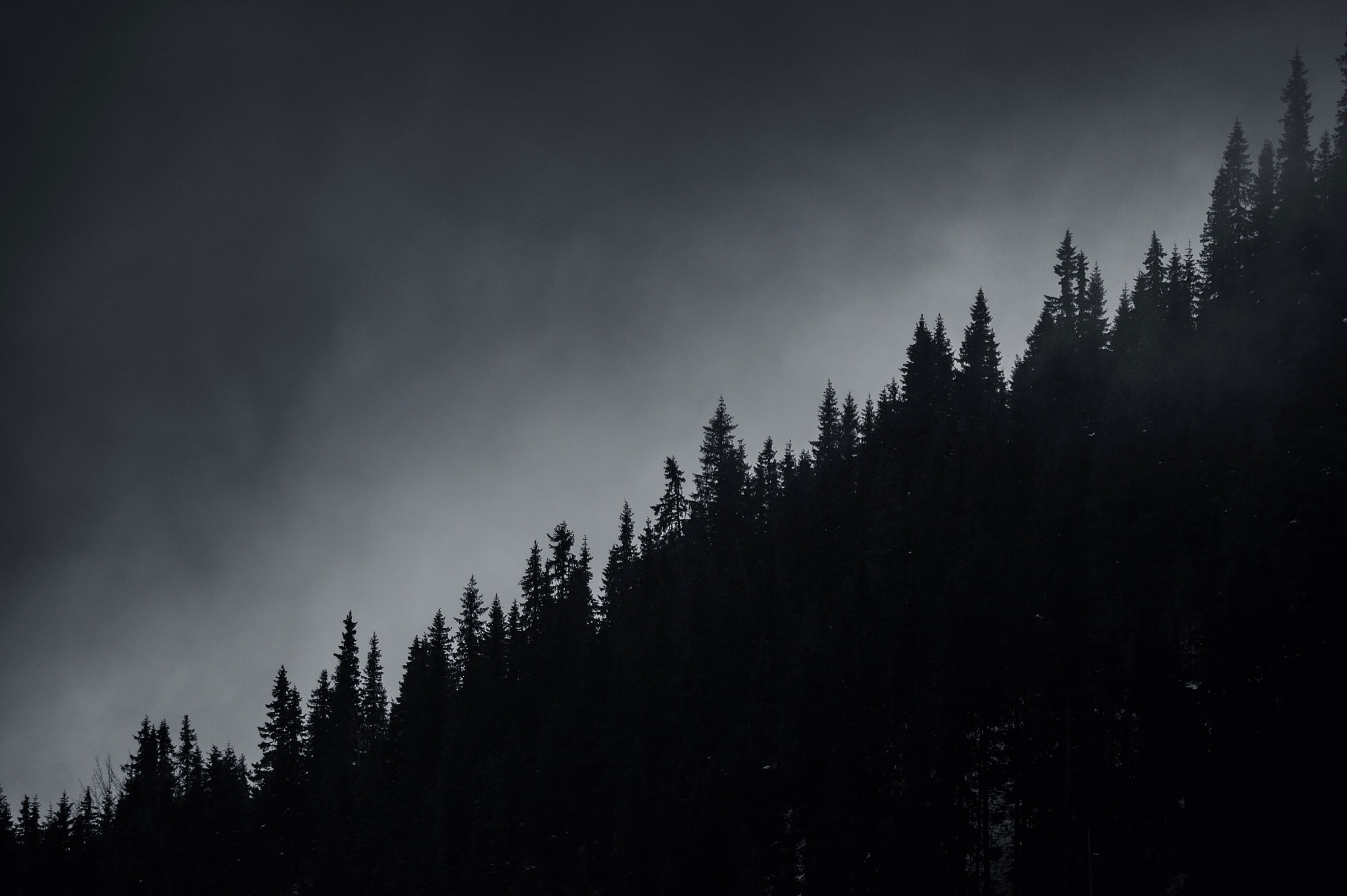 Olympus OM-D E-M5 II sample photo. Tree line in the evening, norway photography