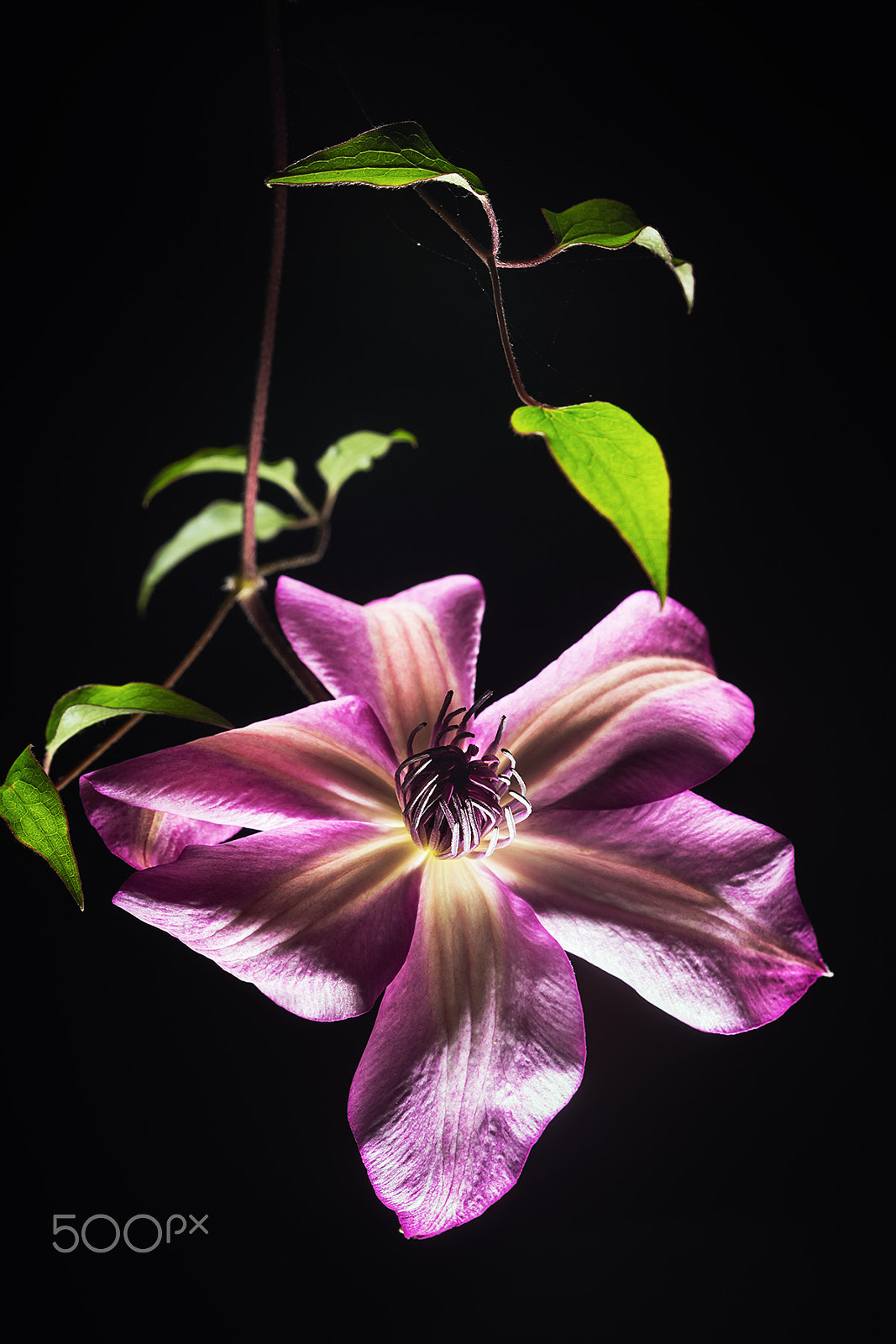 Sony a99 II + Sony 100mm F2.8 Macro sample photo. Clematis"utopia" photography