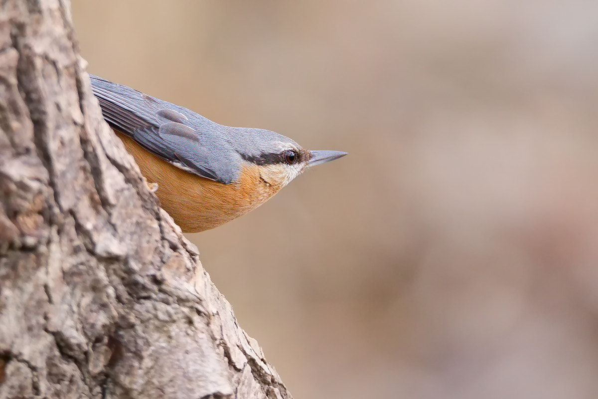 150-600mm F5-6.3 DG OS HSM | Sports 014 sample photo. Picchio muratore (sitta europaea) photography