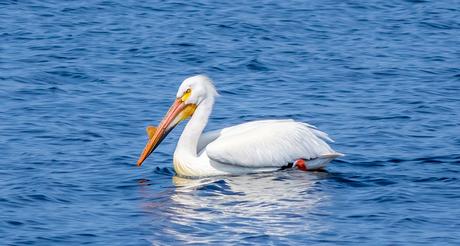 smc PENTAX-DA L 50-200mm F4-5.6 ED sample photo. Pelican at gills rock photography