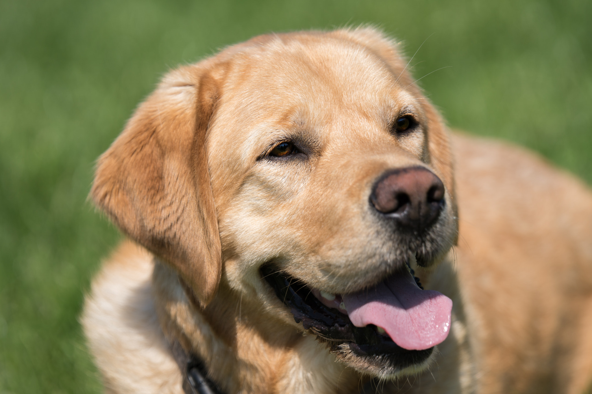 Sony ILCA-77M2 + Tamron SP 70-200mm F2.8 Di VC USD sample photo. Sam - heute auf dem hundeplatz photography