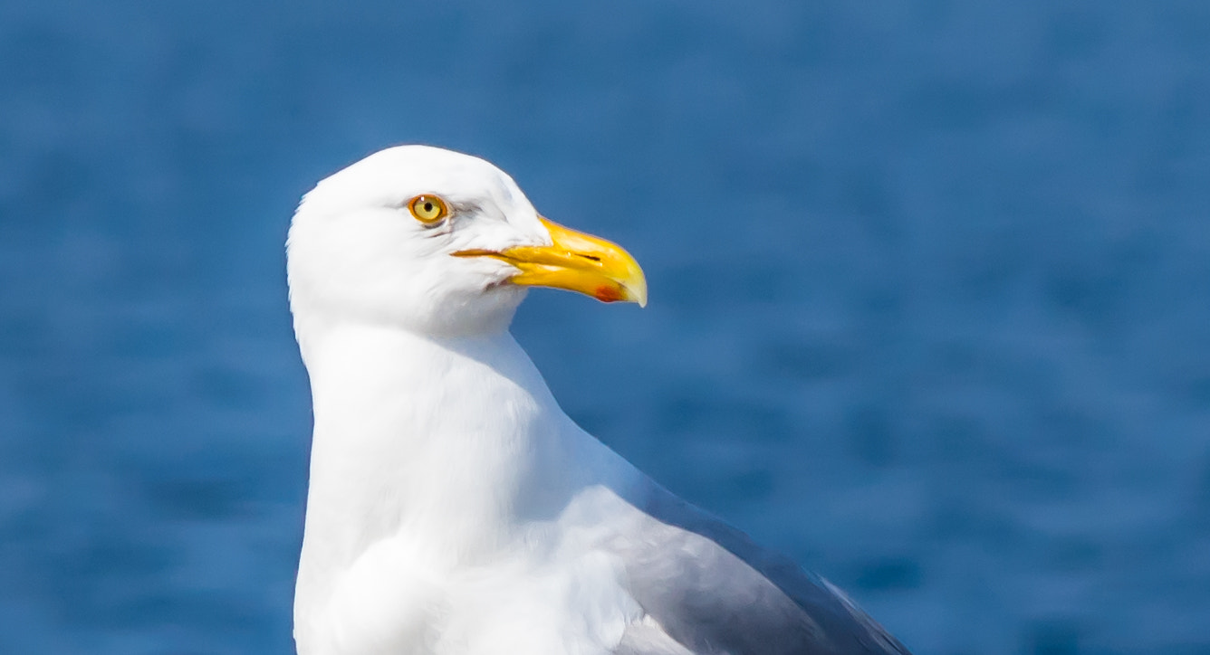 smc PENTAX-DA L 50-200mm F4-5.6 ED sample photo. Gull at gills rock photography