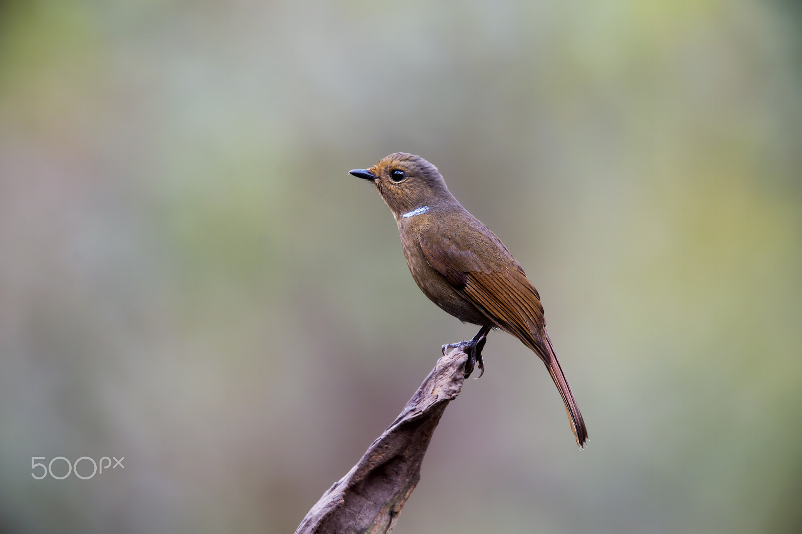 Nikon AF-S Nikkor 600mm F4E FL ED VR sample photo. Large niltava (f) photography