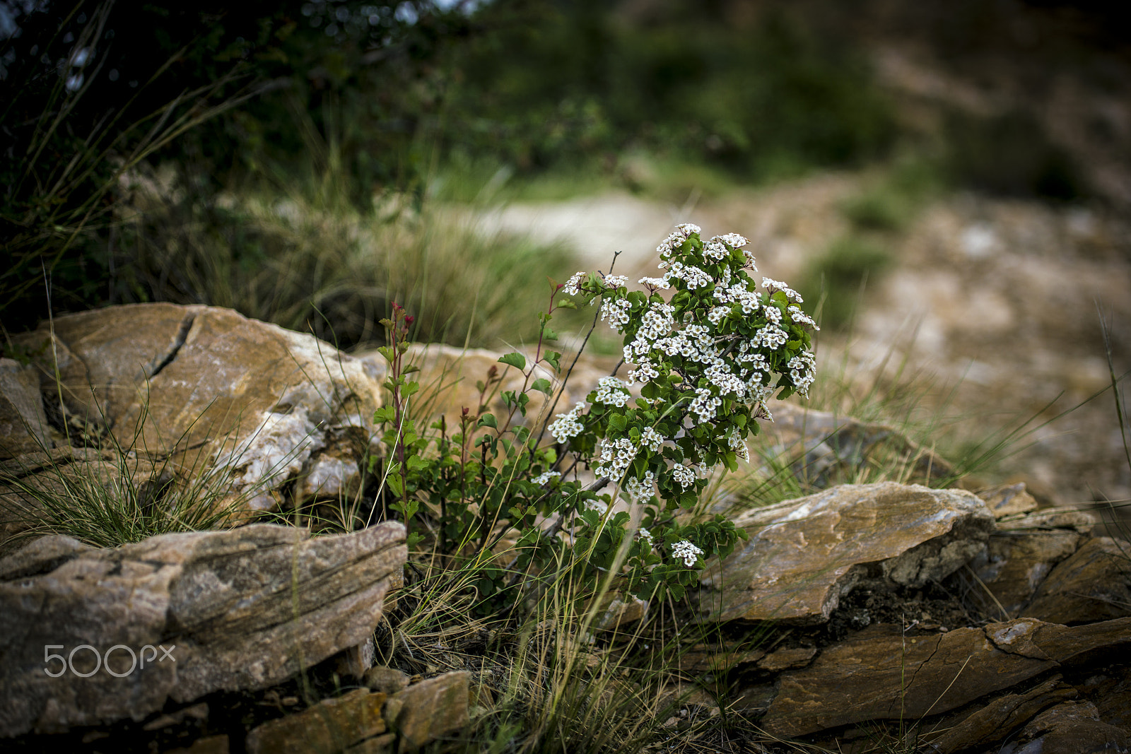 Canon EF 100-400mm F4.5-5.6L IS USM sample photo. 野花 photography