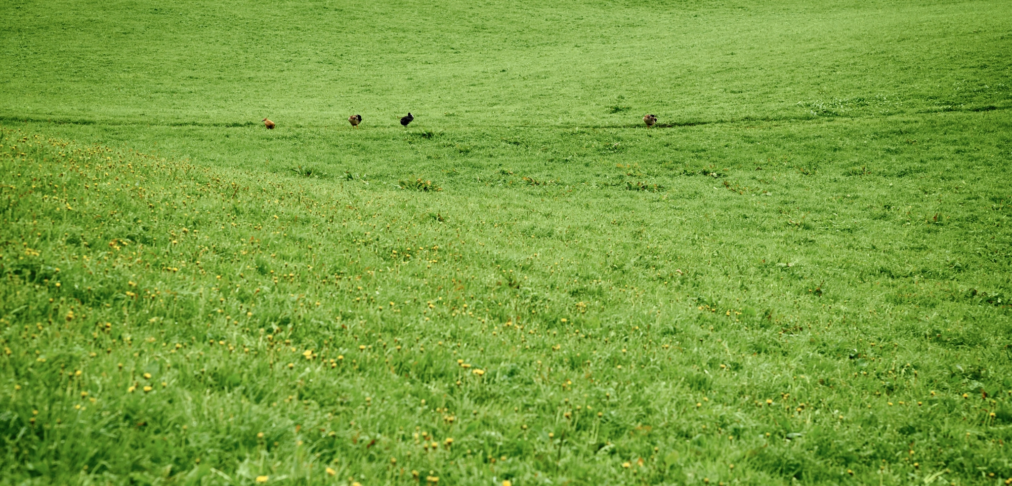 Summicron-M 1:2/90 Leitz sample photo. A road for ducks photography